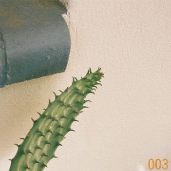 2020-03-04 - Bas Dobbelaer - Rosa 003.jpg