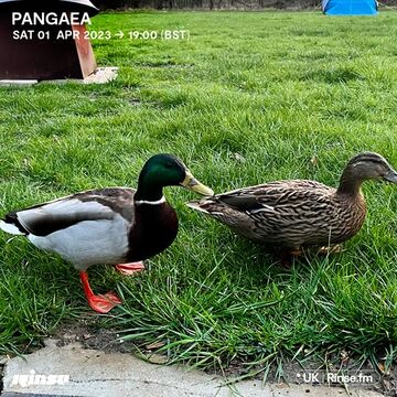 2023-04-01 - Pangaea - Rinse FM.jpg