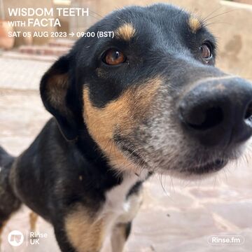 2023-08-05 - Facta - Wisdom Teeth, Rinse FM.jpg