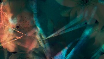 Vitelli and Smagghe Flowers in the Gutter Mix.jpg